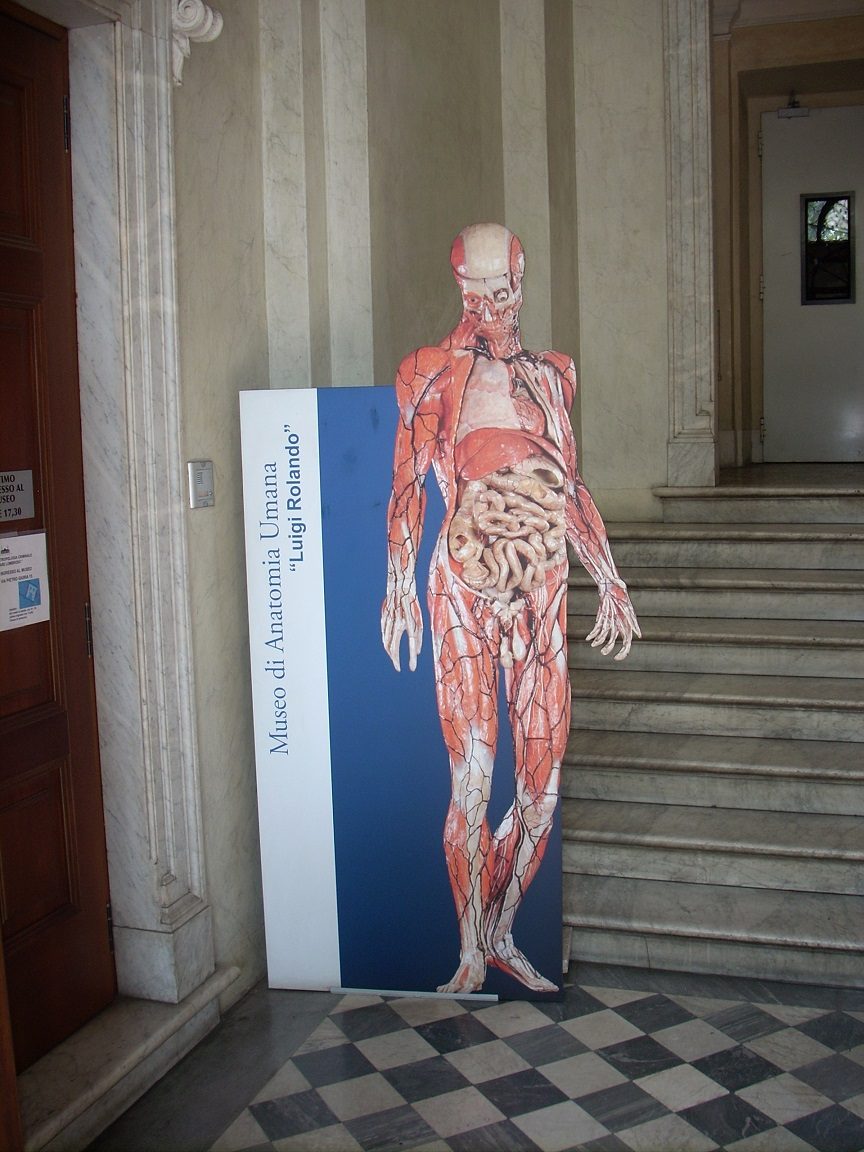 Human Anatomy Museum Luigi Rolando, Turin, Itlay (3).JPG